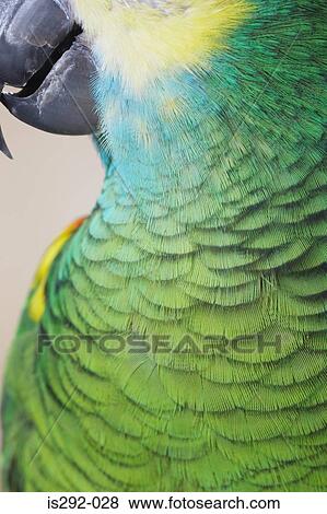 Feathers of parrot View Large Photo Image Stock Photo - Feathers of parrot. Fotosearch