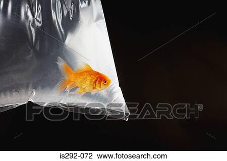 Stock Image - Goldfish in plastic bag. Fotosearch