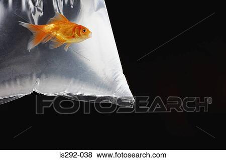Goldfish in plastic bag View Large Photo Image Stock Photo - Goldfish in plastic bag. Fotosearch