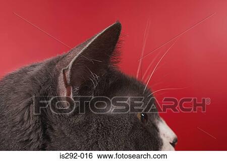 Head of black cat View Large Photo Image Stock Photograph - Head of black cat. Fotosearch