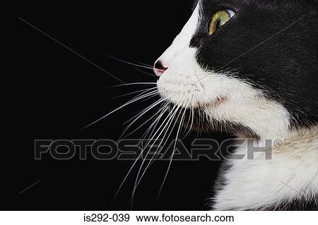 Stock Photo - Head of cat in profile. Fotosearch