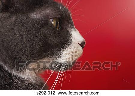 Head of cat View Large Photo Image Stock Image - Head of cat. Fotosearch