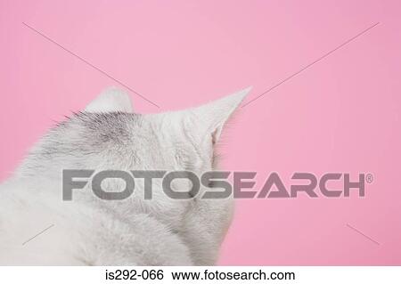 Head of cat View Large Photo Image Stock Photograph - Head of cat. Fotosearch