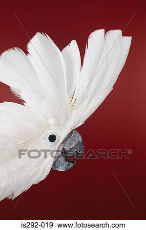 Stock Photo - Head of cockatoo displaying plumage. Fotosearch
