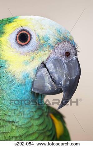 Picture - Head of parrot. Fotosearch