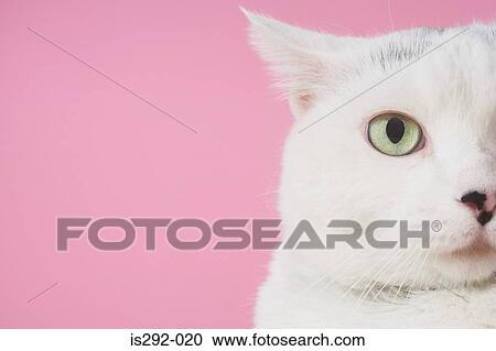 Head of white cat View Large Photo Image Stock Image - Head of white cat. Fotosearch