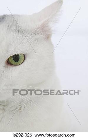 Head of white cat View Large Photo Image Stock Photography - Head of white cat. Fotosearch