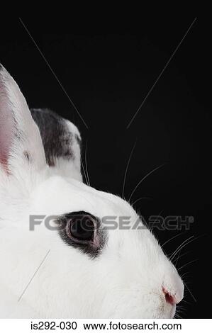 Stock Image - Head of white rabbit. Fotosearch