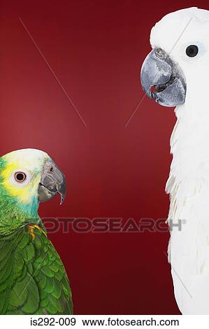Stock Photo - Parrot and cockatoo. Fotosearch