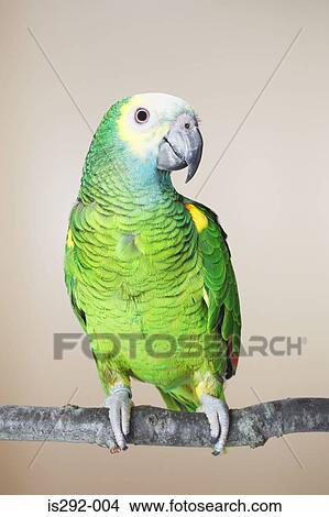 Parrot on branch View Large Photo Image Picture - Parrot on branch. Fotosearch