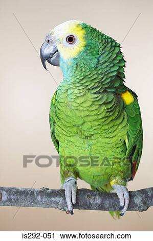 Perroquet Vert Perching Sur Branche Banque D Image Is292 051 Fotosearch
