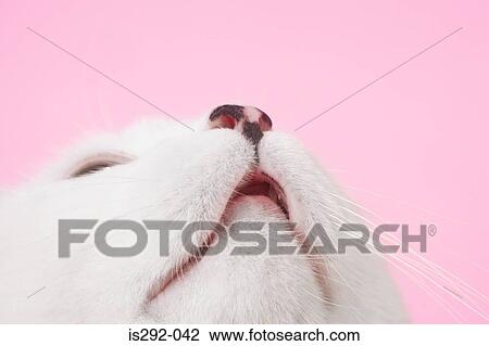 White cat looking up View Large Photo Image Stock Image - White cat looking up. Fotosearch
