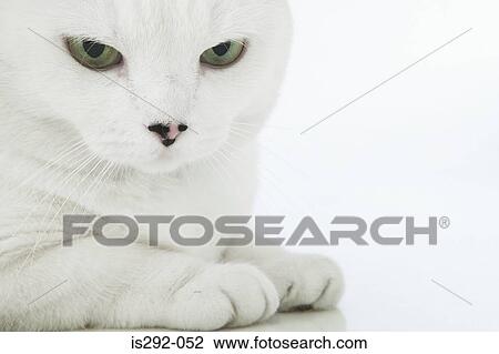 White cat View Large Photo Image Stock Image - White cat. Fotosearch