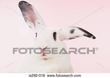 White rabbit View Large Photo Image Stock Photo - White rabbit. Fotosearch