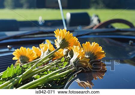 Stock Image - Flowers on a car hood. Fotosearch