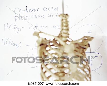 Stock Photo - Skeleton and whiteboard. Fotosearch