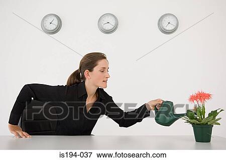 Businesswoman watering a plant View Large Photo Image Stock Photo - Businesswoman watering a plant. Fotosearch