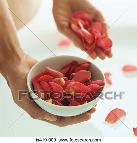 Stock Photo - Woman holding rose petals. Fotosearch