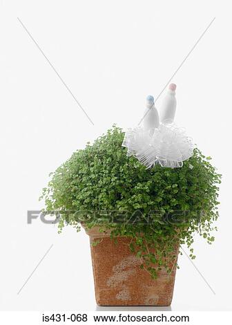 Babys bottle ornament in babys tears plant View Large Photo Image Stock Photo - Babys bottle ornament in babys tears plant. Fotosearch