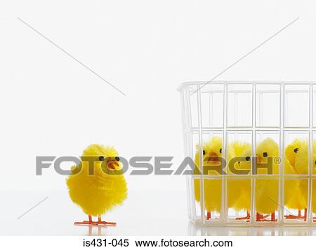 Stock Photography - Chick separated from others in basket. Fotosearch