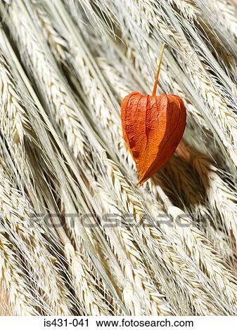 Stock Image - Chinese lantern plant and wheat. Fotosearch