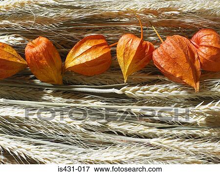 Chinese lantern plants and wheat View Large Photo Image Stock Photo - Chinese lantern plants and wheat. Fotosearch