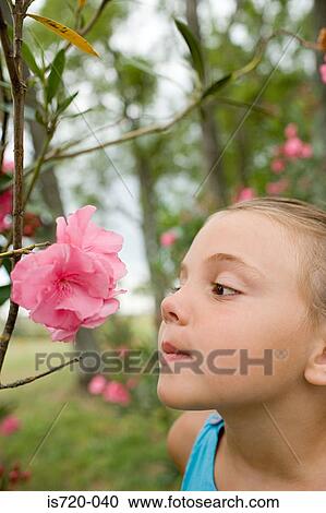 Girl smelling a flower View Large Photo Image Stock Image - Girl smelling a flower. Fotosearch