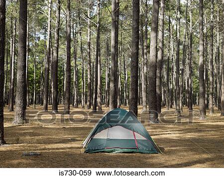 Tent in a forest View Large Photo Image Stock Photo - Tent in a forest. Fotosearch