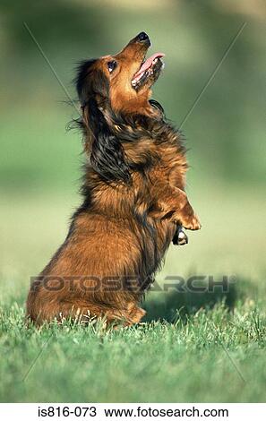 Stock Image - Begging dog. Fotosearch