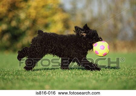 Black terrier playing with ball View Large Photo Image Stock Photograph - Black terrier playing with ball. Fotosearch