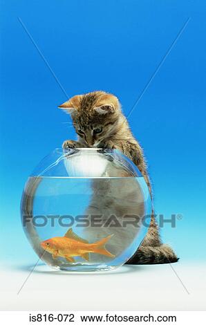 Cat watching a goldfish View Large Photo Image Stock Image - Cat watching a goldfish. Fotosearch