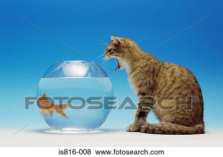 Cat watching a goldfish View Large Photo Image Stock Photo - Cat watching a goldfish. Fotosearch
