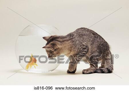 Cat watching a goldfish View Large Photo Image Stock Photograph - Cat watching a goldfish. Fotosearch