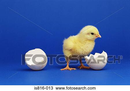 Chicken hatchling View Large Photo Image Stock Image - Chicken hatchling. Fotosearch
