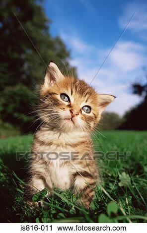 Curious looking kitten View Large Photo Image Stock Image - Curious looking kitten. Fotosearch