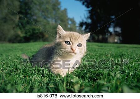 Stock Photo - Curious looking kitten. Fotosearch