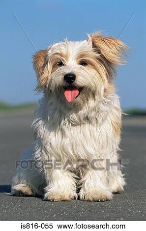 Stock Photography - Cute dog sitting on road. Fotosearch