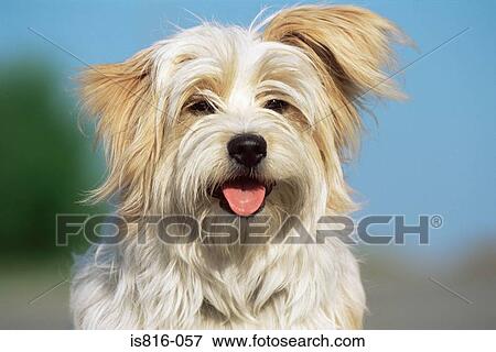 Cute dog View Large Photo Image Stock Photo - Cute dog. Fotosearch