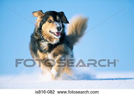 Dog running through snow View Large Photo Image Stock Image - Dog running through snow. Fotosearch