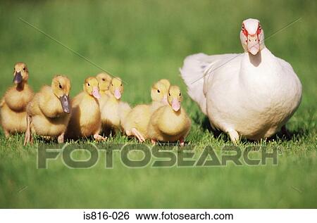 Duck with ducklings View Large Photo Image Stock Photograph - Duck with ducklings. Fotosearch