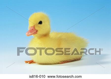 Duckling View Large Photo Image Stock Image - Duckling. Fotosearch