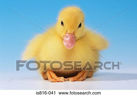 Stock Image - Duckling. Fotosearch