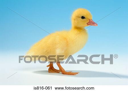 Stock Image - Duckling. Fotosearch