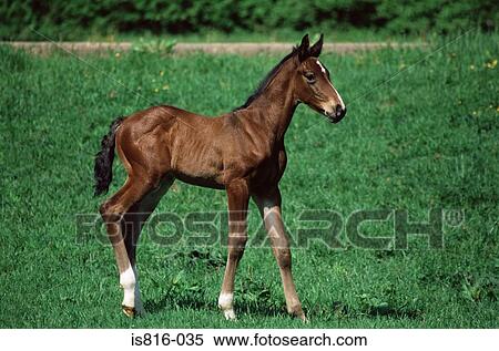 Stock Photography - Foal in field. Fotosearch