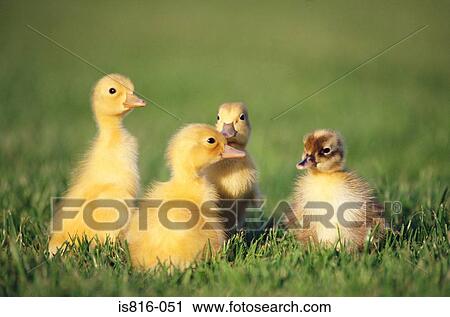 Four ducklings in a field View Large Photo Image Stock Image - Four ducklings in a field. Fotosearch