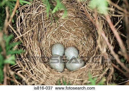 Four eggs in a nest View Large Photo Image Stock Photo - Four eggs in a nest. Fotosearch