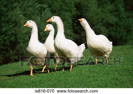 Stock Image - Four geese. Fotosearch