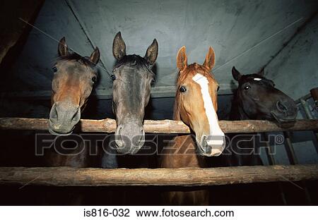 Four horses in a stable View Large Photo Image Stock Image - Four horses in a stable. Fotosearch