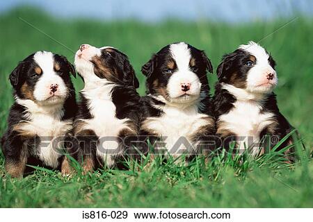 Four puppies in a row View Large Photo Image Stock Photo - Four puppies in a row. Fotosearch