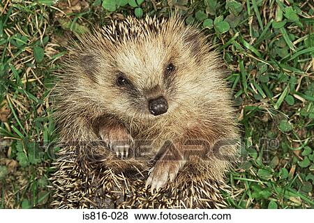 Stock Photo - Hedgehog. Fotosearch